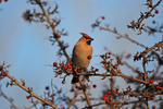 Waxwing