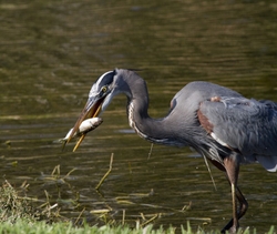 Great Blue Heron _0007