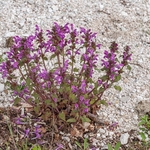 Large red deadnettle (Lamium garganicum)