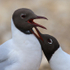 Black-headed Gull courtship at Brownsea Island