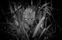 Fishing Cat_RLP0588