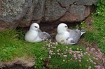 Fulmars