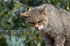 Scottish Wildcat