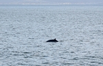 Minke Whale