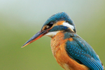Kingfisher (female) close-up, Scotland