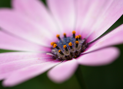 [align=center]Osteospermum, 'African Daisy'[/align]