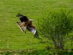 Red Kite