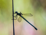 Emerald Damselfly