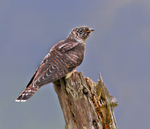 Cuckoo