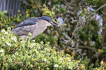 Black-crowned Night-Heron perched on bush, Carcass Island, Falklands