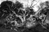 The Fallen Tree