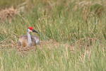 Sandhill Crane incubating eggs, Viera Wetlands, Florida