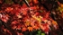 Autumn 8 Queenswood Oct Red Maple 4819