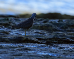 Wandering Tattler dozing, early morning, Ke'e Beach, Kauai