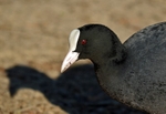 Coot