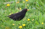 Blackbird