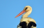 White Stork