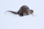 River Otter playing in snow, Yellow National Park, Wyoming