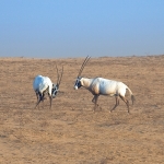 Oryx Pair