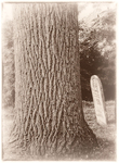 TREES WEEK#34