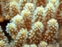 Soft Coral