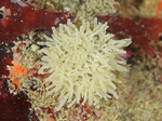 Leucosolenia botryoides