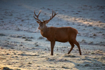 Stag _ AGTO114