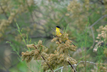 Black-headed Wagtail
