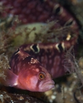 Pholis gunnelluS