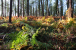 Pine Forest in Somerset _ S125