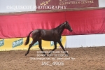 JAC_4905