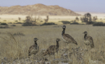 Southern Black Korhaan group