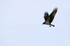 Hunting Osprey