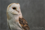Barn Owl 2