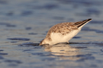Sanderling foraging with head under water, Fort De Soto, Florida