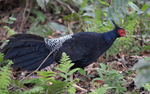 Khalij Pheasant male