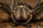 Spider's Jaws!