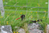 Oystercatcher