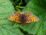 Heath Fritillary