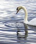 SWAN 5 LOCH ETIVE   SCOTLAND-