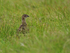 Red Grouse Chick, Scotland