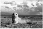 Grey Seal Pup Monochrome