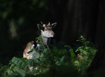 Fallow Deer - Dama dama