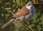 Whitethroat 1