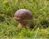Cep