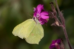 Brimstone.