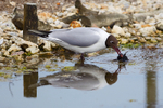 Black-headed Gull portfolio