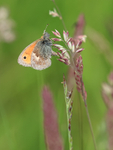 Small Heath, Yorkshire Wolds, Huggate