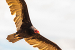 turkey vulture Cathartes aura-7900