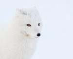 Arctic Fox close, Svalbard, Norway